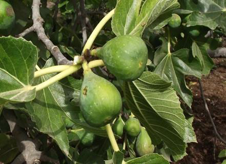Exploring The Medicinal Properties Of Ficus Carica A Pharmacognostic 