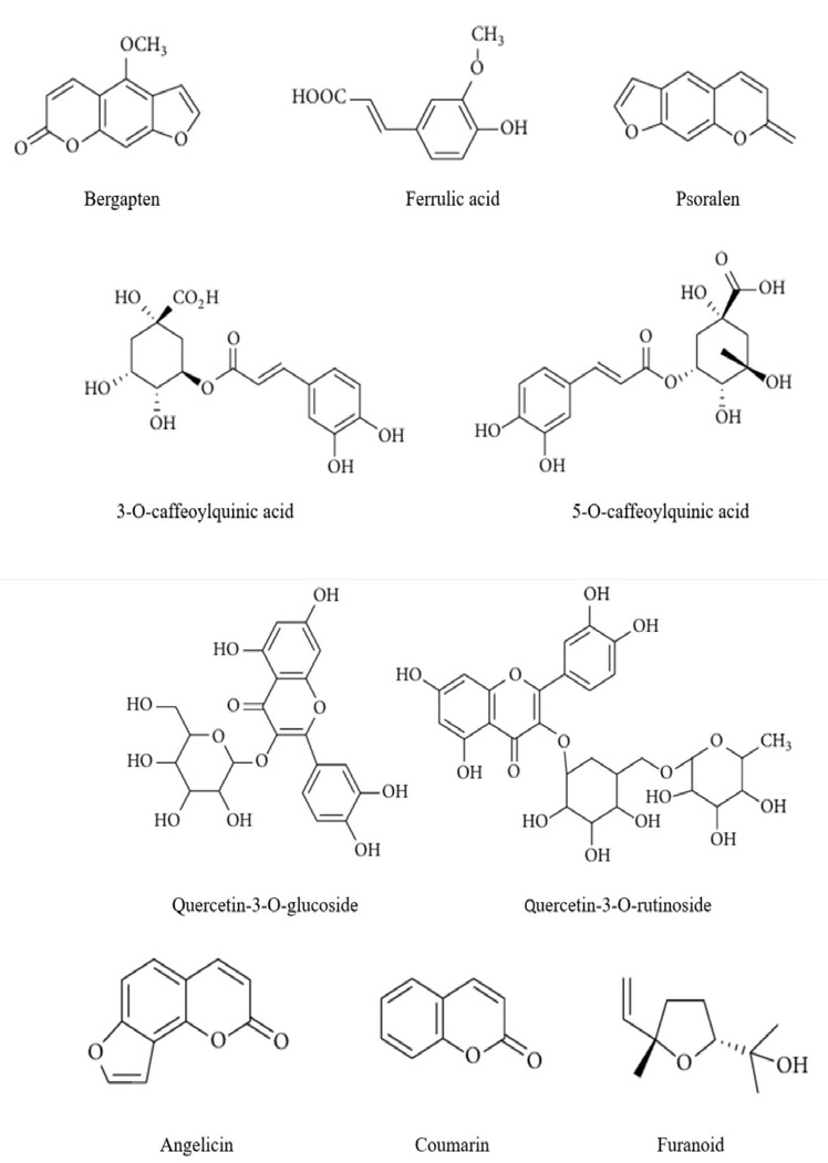 Exploring The Medicinal Properties Of Ficus Carica A Pharmacognostic 