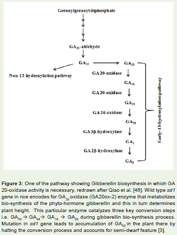 Some Conspicuous Traits in Domesticated Rice Oryza Sativa, Due To