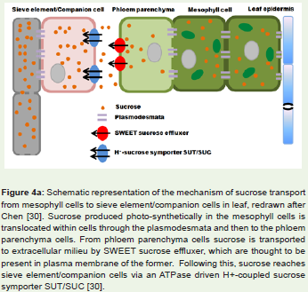 Some Conspicuous Traits in Domesticated Rice Oryza Sativa, Due To